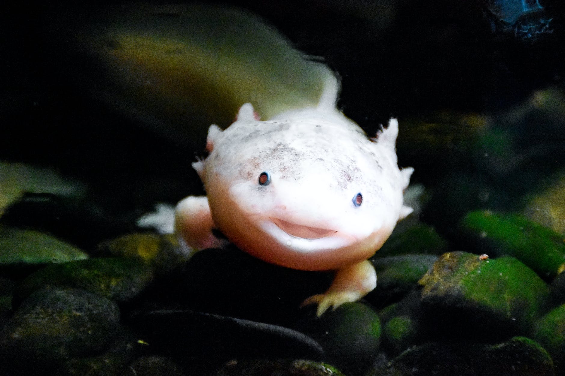 Whole Lotl Love